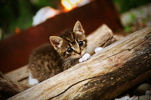 库尔图瓦封神之战，一场唯一性胜利如何铭刻欧冠传奇