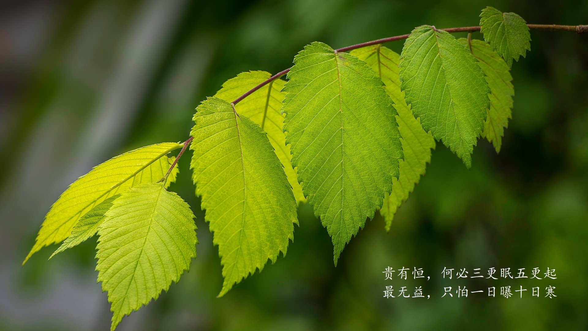 利马之巅，当安第斯雄鹰击碎太极虎—2026世界杯H组苏亚雷斯封神之夜